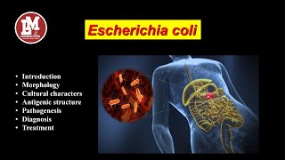 Escherichia coli E coli [upl. by Aerdnael960]