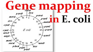 Gene mapping in Ecoli [upl. by Ailhad]