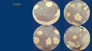 Colony Morphology [upl. by Quar]