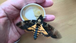 Feeding Deathshead Hawkmoths Acherontia Atropos [upl. by Vasileior]