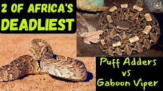 Ultimate Showdown Gaboon Viper vs Puff Adder [upl. by Ecille]