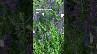 Hyssop Benefits [upl. by Reichel]