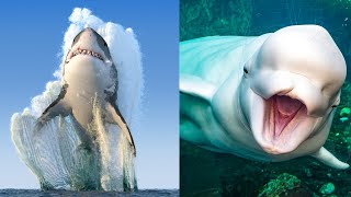 31 Animales Marinos Increíbles y Hermosos🐋 [upl. by Malachy]