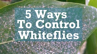 5 Ways to Control Whiteflies [upl. by Sherborn]