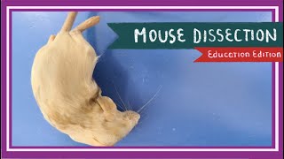 Mouse Dissection  Of Mice and Men EDU [upl. by Aneled]