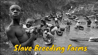 Southern Slave Breeding Farms [upl. by Genni]