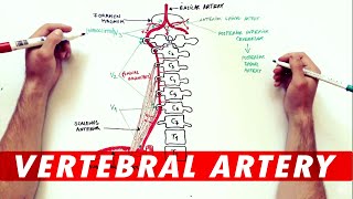 Anatomy Tutorial  The Vertebral Artery [upl. by Long]