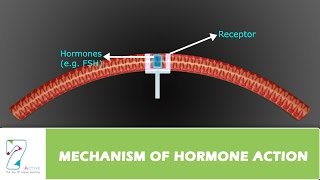 MECHANISM OF HORMONE ACTION [upl. by Mullen]