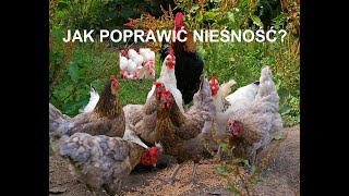 Odcinek 166 Co zrobić żeby kury lepiej się niosły  dużo jajek Jak poprawić nieśność w hodowli kur [upl. by Katerine]