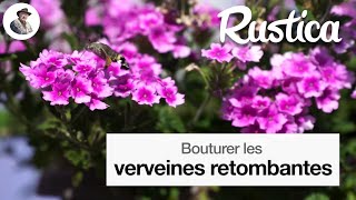 Bouturer la verveine retombante [upl. by Ecirtaed23]