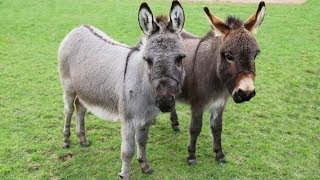 Meet Trevor and Tulip the miniature donkeys [upl. by Bollinger]