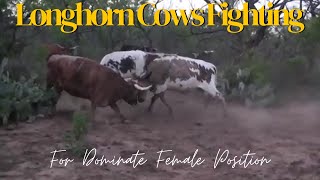 Longhorns Fighting [upl. by Eckblad761]