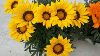 GAZANIA an eye catching winter flower grow amp care info [upl. by Missi]