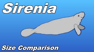 Sirenia Size Comparison  Manatee Dugong Stellers sea cow [upl. by Ajoop701]