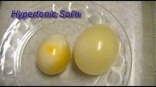 Egg Osmosis Hypertonic vs Hypotonic Solution [upl. by Jagir]