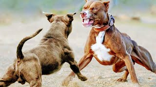 Pitbull vs Pitbull Dogfights Leave Dog amp Owner Injured [upl. by Aisa798]