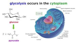 Cellular Respiration Part 1 Glycolysis [upl. by Beatrisa]