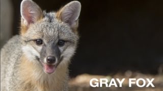 Creature Feature Gray Fox [upl. by Ainot]