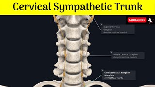 Cervical Sympathetic Trunk Superior Middle amp Inferior Ganglia Situations  Relations  Branches [upl. by Smiley]