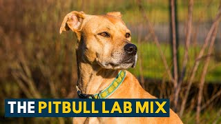 Pitbull Lab Mix Everything About the Loyal amp Loving Bullador [upl. by Annoel]