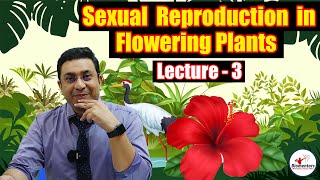 Sexual Reproduction in Flowering Plants l Lecture 3 l Biology l NEET [upl. by Rasia]