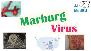 Marburg Virus Origins Transmission Pathophysiology Symptoms [upl. by Inaoj]