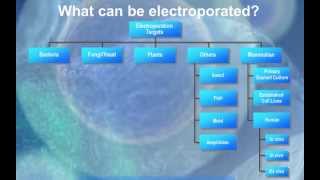 The Electroporation Technique [upl. by Amsab]