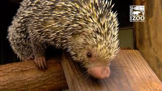 Rico the Brazilian Porcupine  Cincinnati Zoo [upl. by Allerym808]