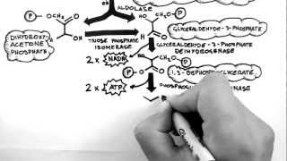 Cellular Respiration 2  Glycolysis [upl. by Nabla]