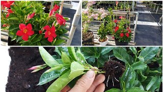 Mandevilla propagation cuttings [upl. by Aznerol653]