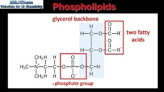 B3 Phospholipids SL [upl. by Wilmott]