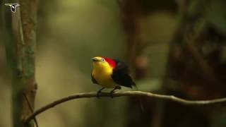 Wiretailed Manakin Courtship Display [upl. by Dalli]