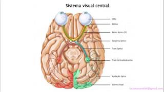 Anatomia da Visão 1  Vias Visuais [upl. by Anidene]