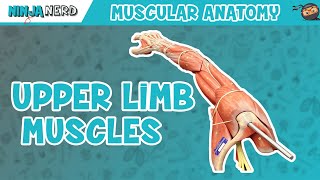 Muscles of the Upper Limb [upl. by Krueger]