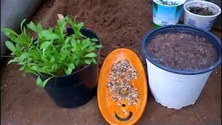 How to Grow Calendula From Seeds [upl. by Okechuku500]