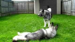 Toby amp Quinn Norwegian Elkhounds Playing After a Bath [upl. by Sinnek]