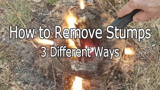 How to Remove Stumps Three Different Ways [upl. by Afinom278]