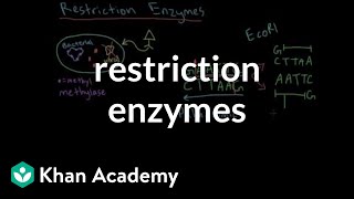 Restriction enzymes [upl. by Aicssej]