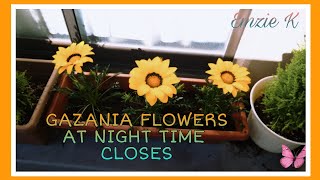 GAZANIA FLOWERS CLOSES AT NIGHT Shorts [upl. by Eldreeda134]