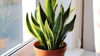 SNAKE PLANT CARE CONDITIONS  Lighting temperature watering transplanting [upl. by Llertnad587]