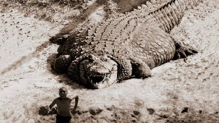 TOP 10 BIGGEST CROCODILES In The World [upl. by Northrop]