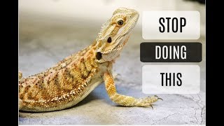 Common Bearded Dragon Care Mistakes [upl. by Bevin]