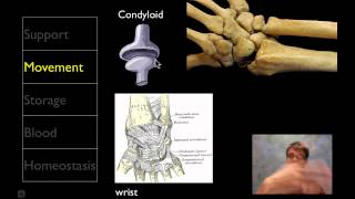 The Skeletal System [upl. by Eyr]