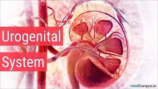 Embryology Urogenital System [upl. by Zaneski]