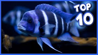 Top 10 Most Gorgeous Cichlid Fish [upl. by Rodavlas357]