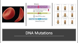 DNA Mutations [upl. by Rebeca425]