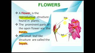 Parts of flower  Getting to know plants  Class 6 Science [upl. by Olva]