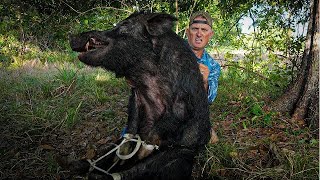 Trapping GIGANTIC wild Boar Using Broken HomeMade Trap [upl. by Enedan]