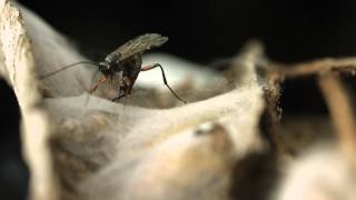 Ichneumon wasp ovipositing closeup [upl. by Moffitt156]