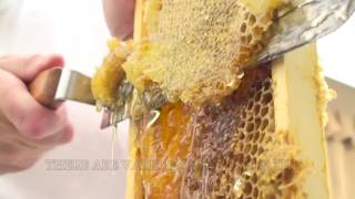 How To Extract Honey From A Bee Hive Beginners Guide [upl. by Atiuqiram]